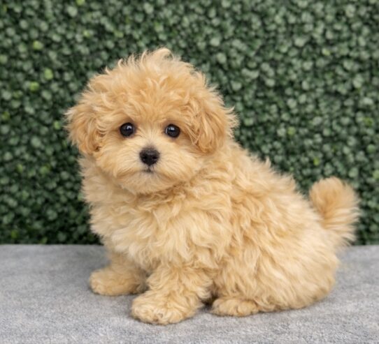 [#26334-01] Light Red F Maltipoo Puppies for Sale
