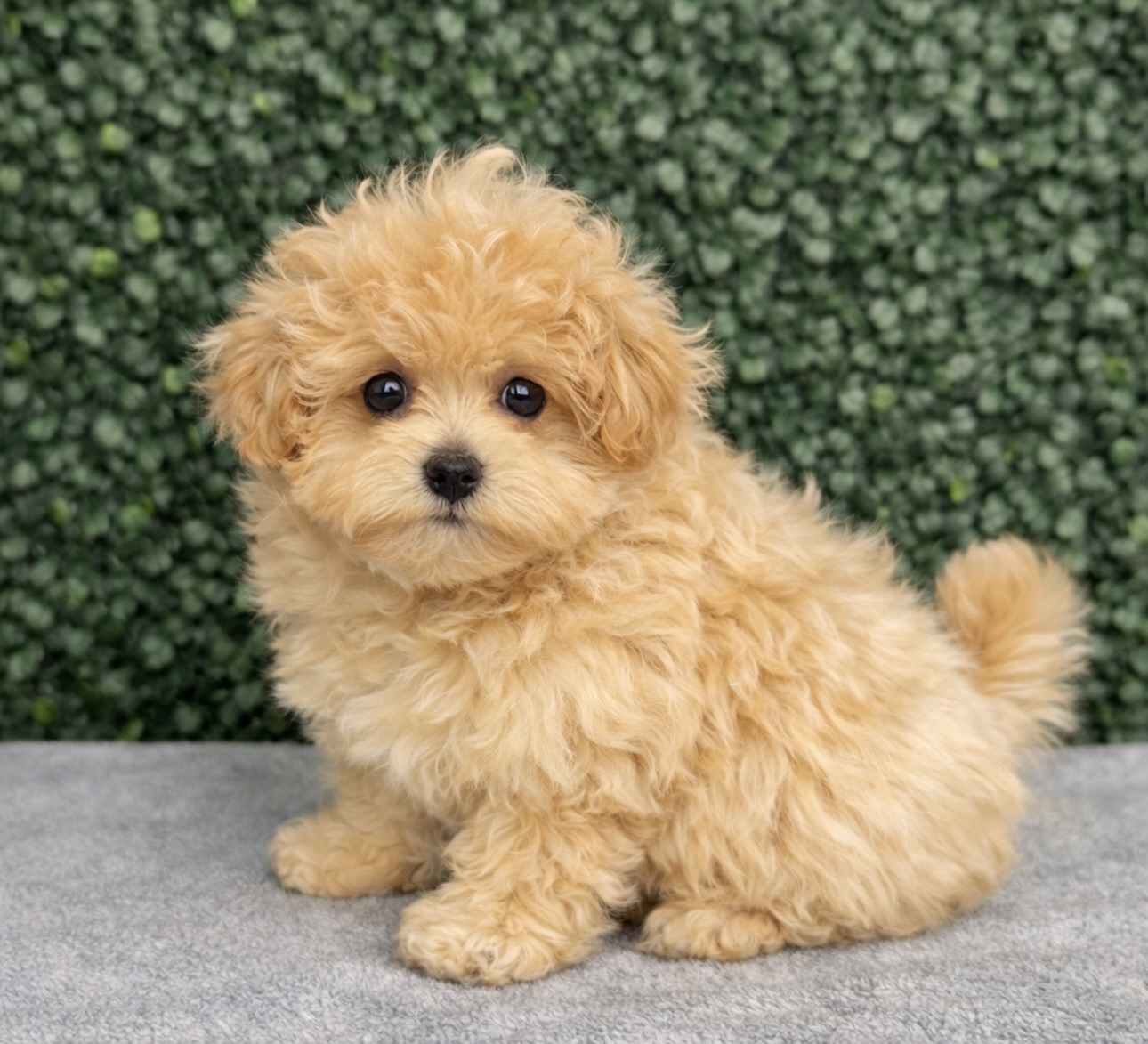 Maltipoo - 5122 Image #1