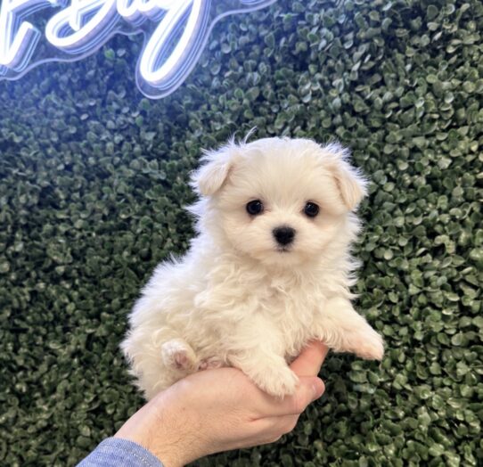 [#26245-03] White F Maltese Puppies for Sale