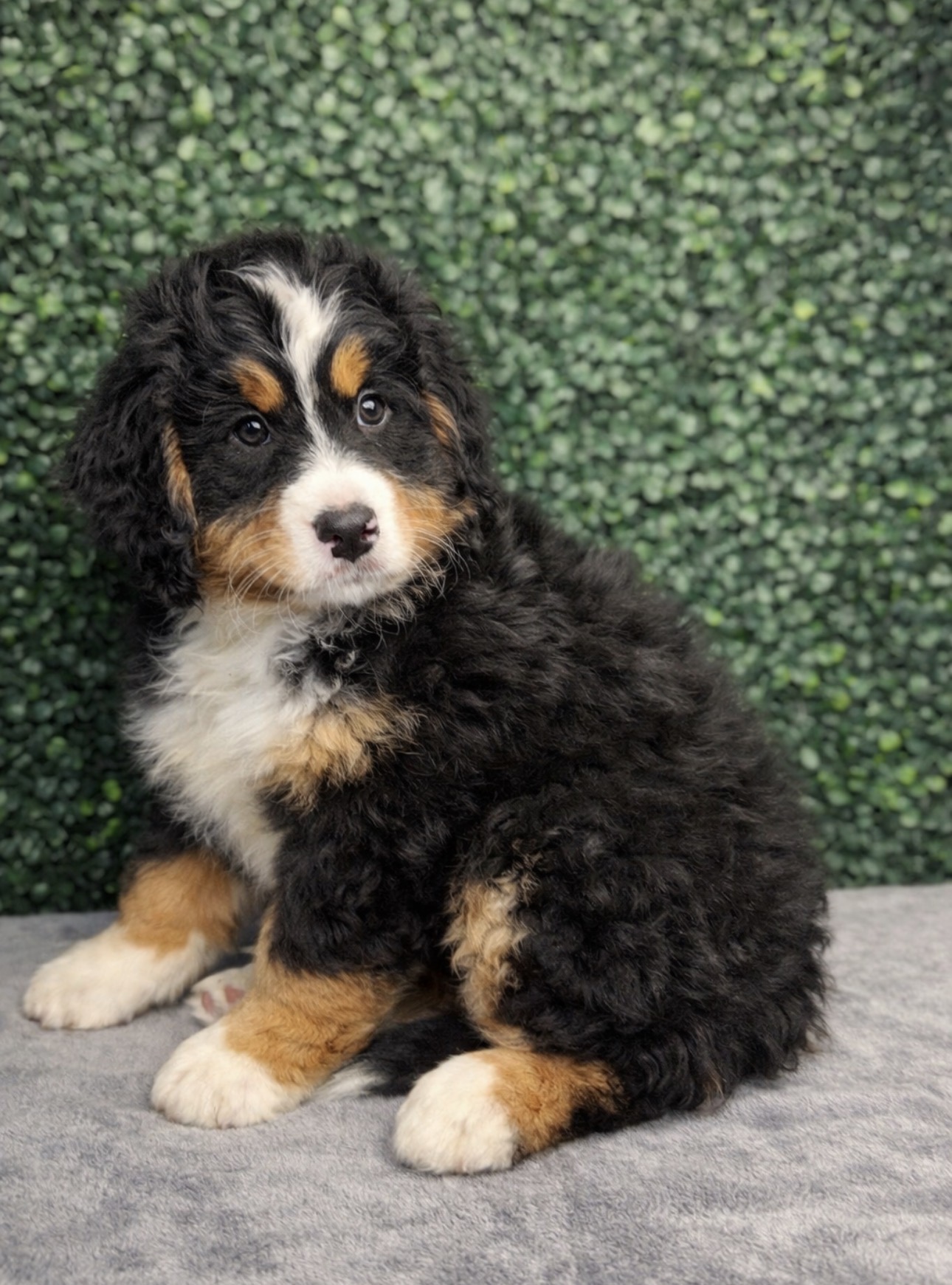 Bernedoodle Mini - 5119 Image #1