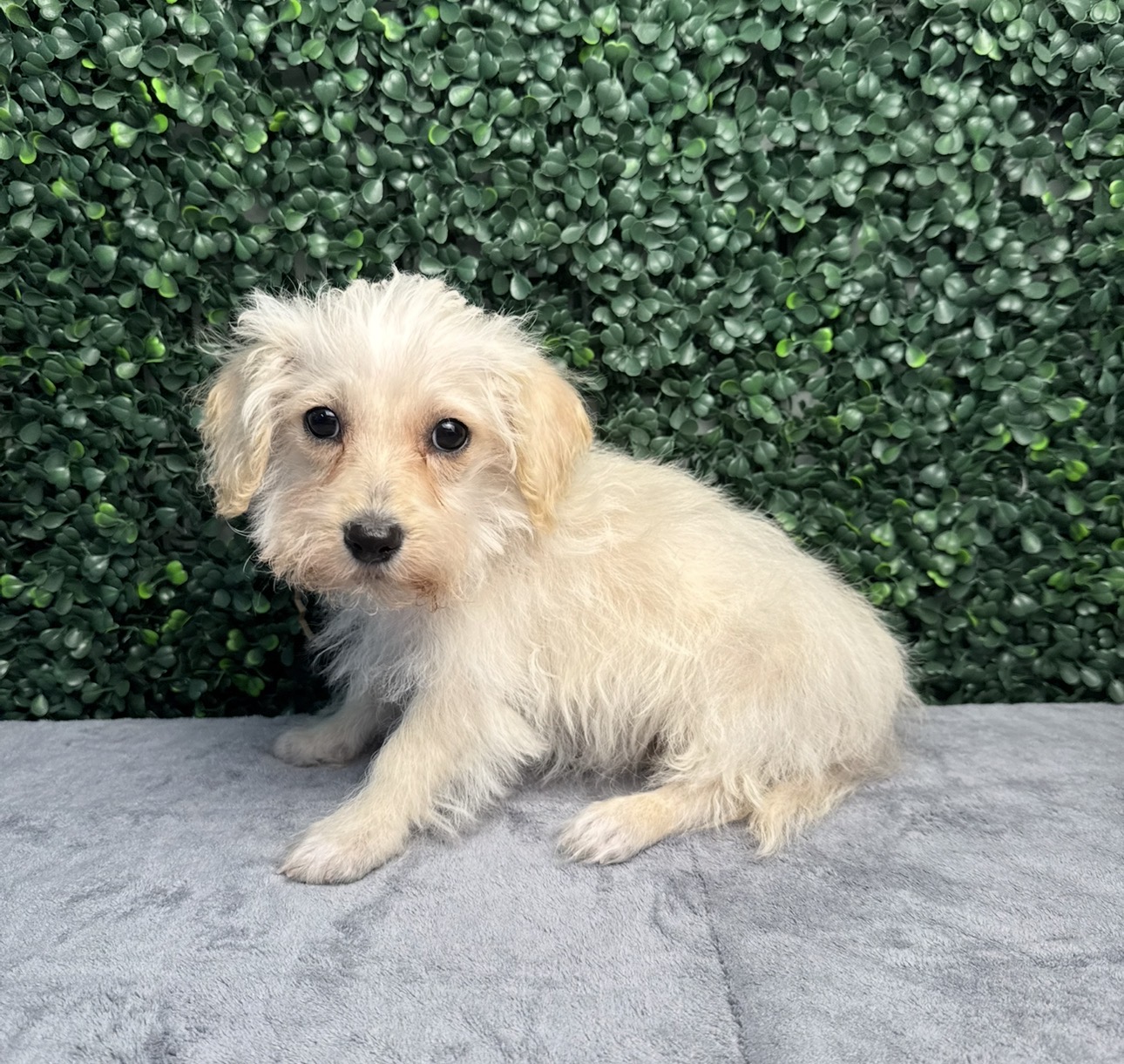 ScottyPoo-5126 Image #1