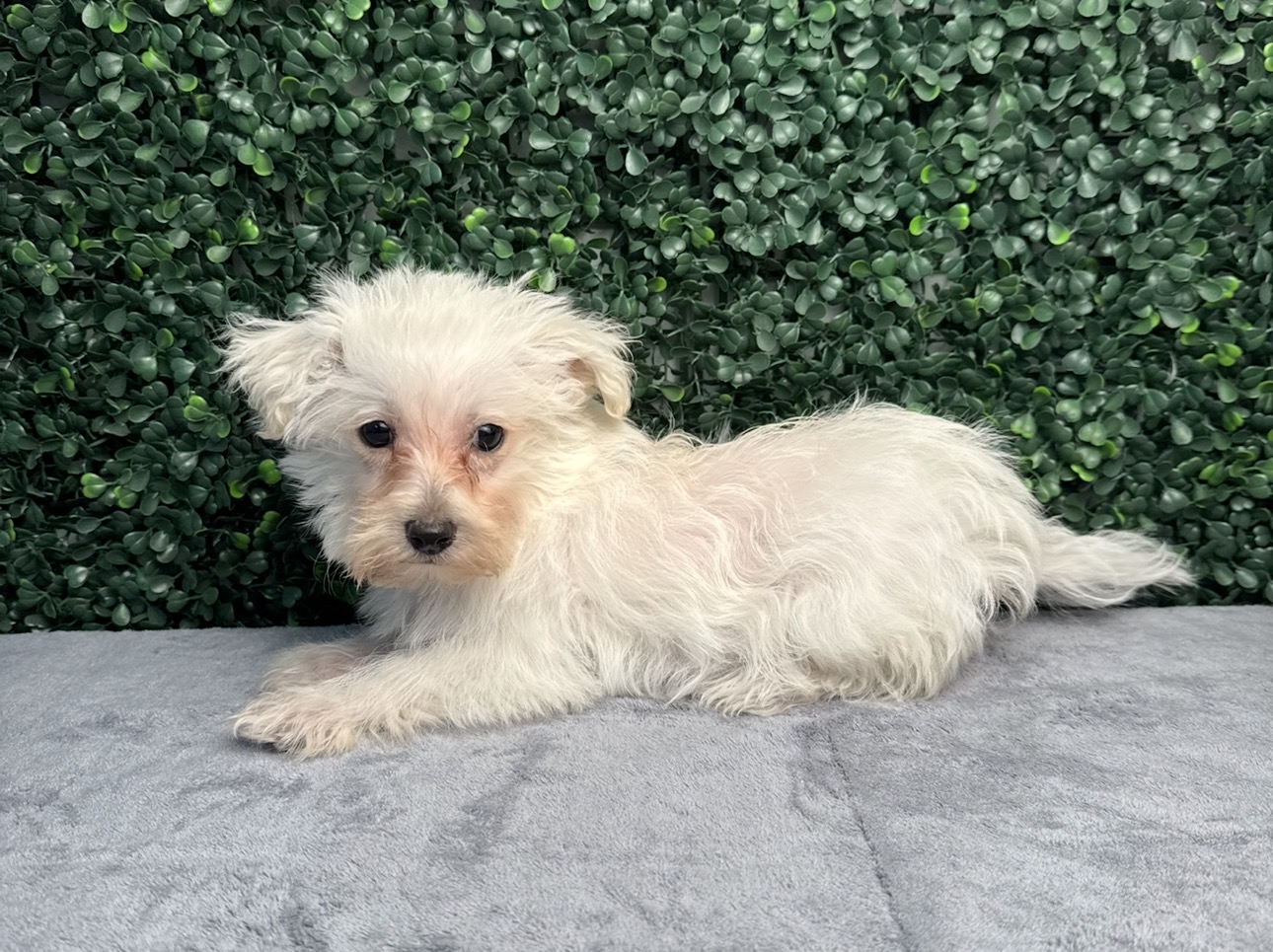 ScottyPoo-5127 Image #1