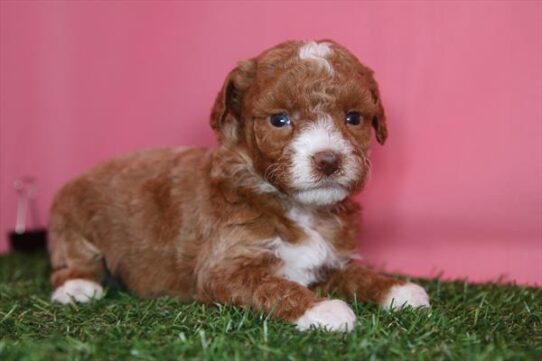 [#26277-02] Red M Poodle Mini Puppies for Sale
