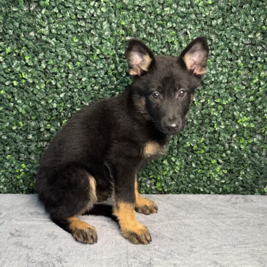 [#2640-07] Black / Tan F German Shepherd Dog Puppies for Sale