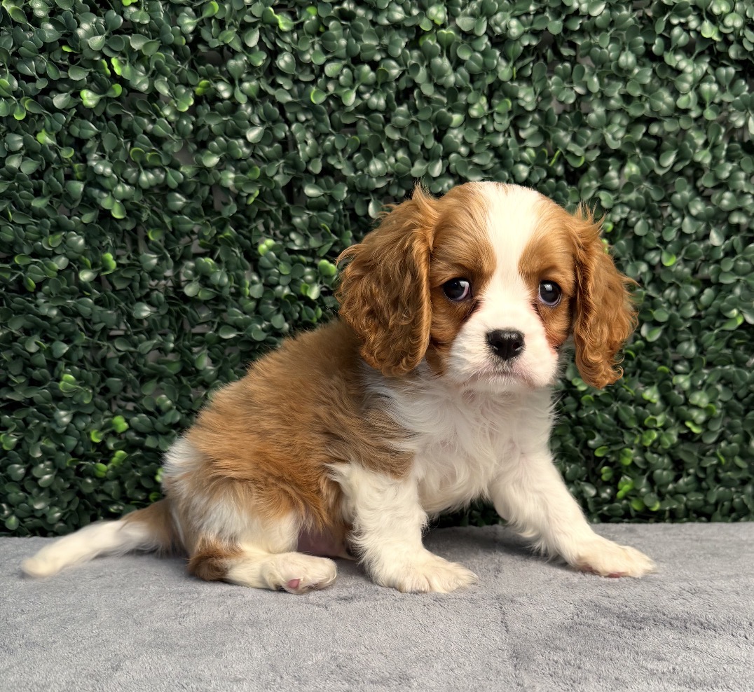 Cavalier King Charles Spaniel - 5129 Image #1