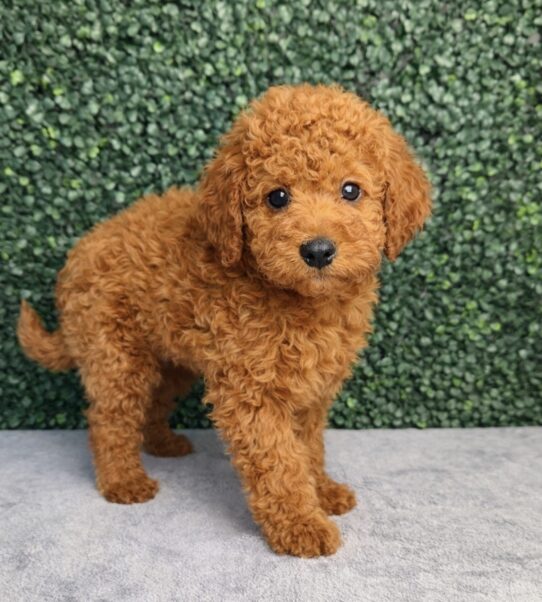 [#26273-03] Red M Goldendoodle Mini F1b Puppies for Sale