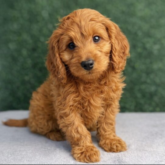 Goldendoodle Mini F1b-Dog-Male--5130-Tiny Paws