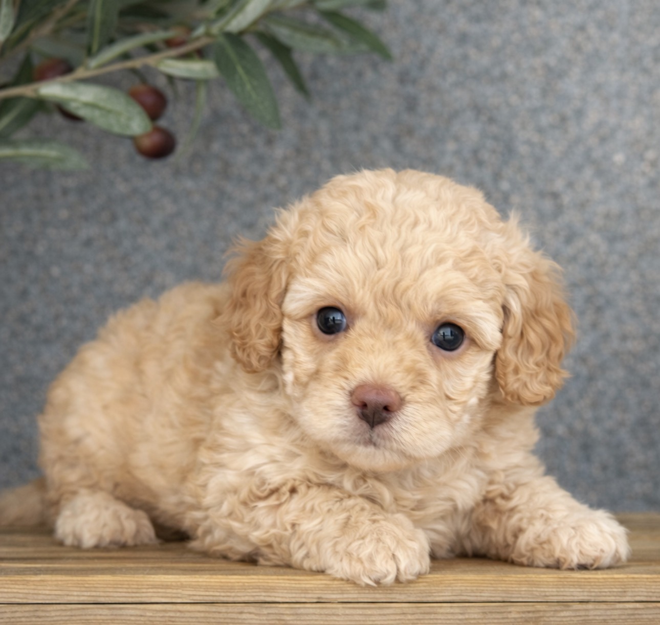 Poodle Mini/Goldendoodle Mini - 5138 Image #1