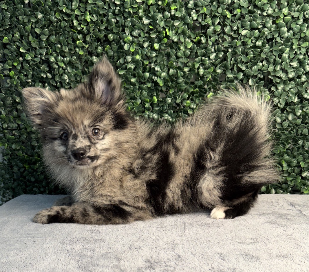 Pomeranian - 5134 Image #1