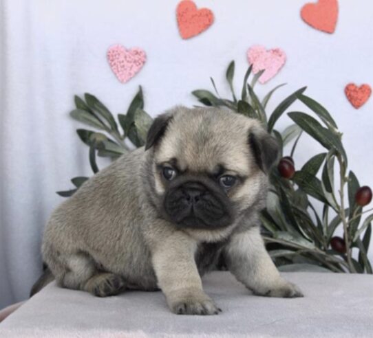 [#26100-02] Fawn Sable M Pug Puppies for Sale