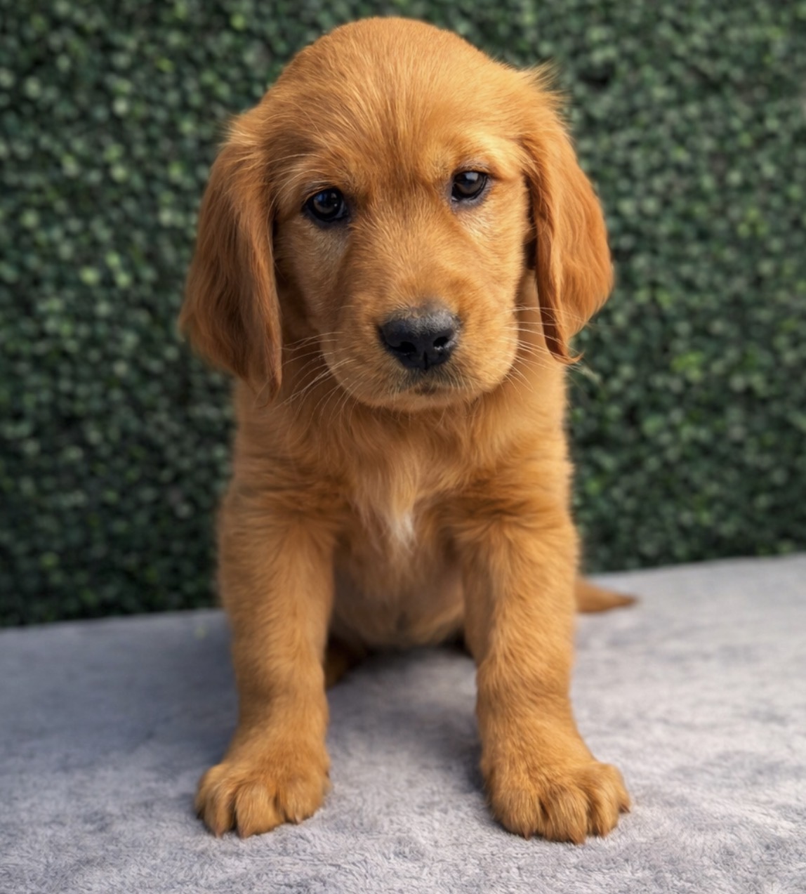 Golden Retriever - 5139 Image #1
