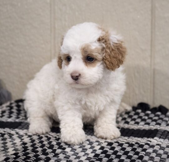 [#2694-03] White / Apricot F Cavapoo F1B Puppies for Sale