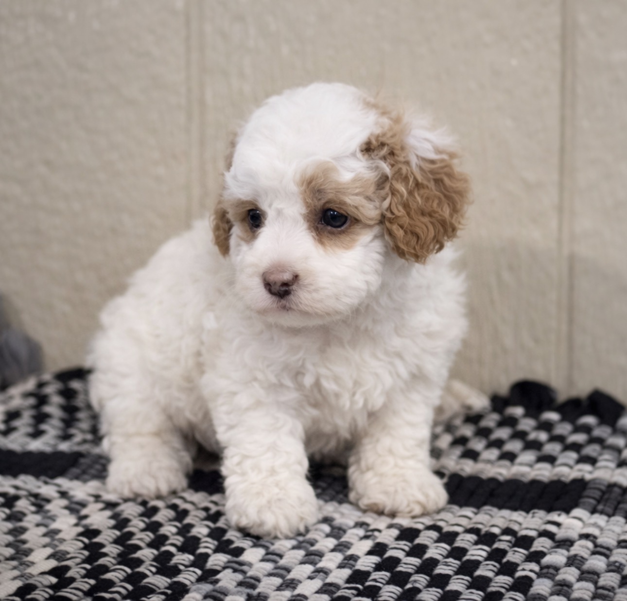 Cavapoo F1B - 5136 Image #1