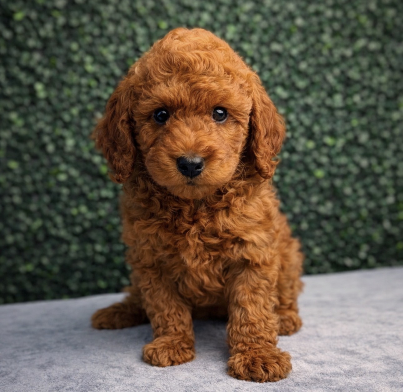 Goldendoodle Mini F1b - 5142 Image #1