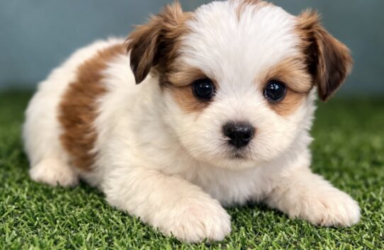 [#26212-03] Brown / White F Morkie Puppies for Sale