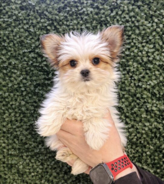 [#26212-03] Brown / White F Morkie Puppies for Sale