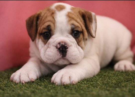 [#26299-05] F Beabull 3/4 Puppies for Sale