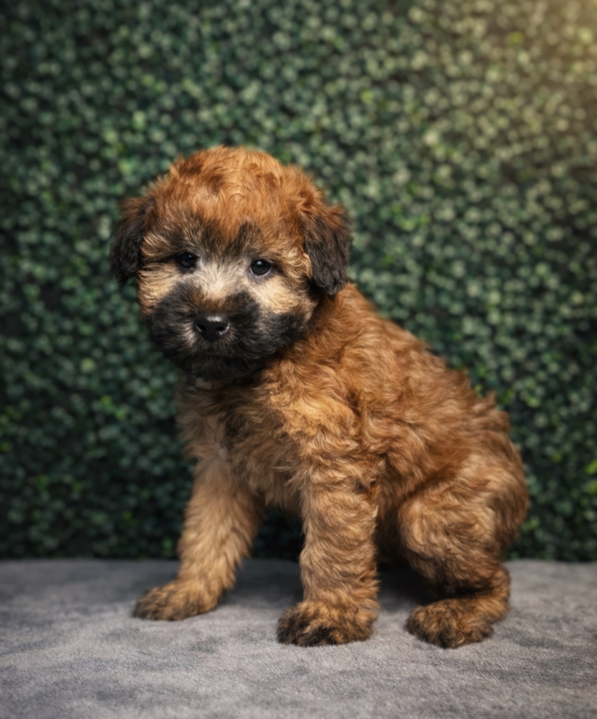 Soft Coated Wheaten Terrier - 5145 Image #1