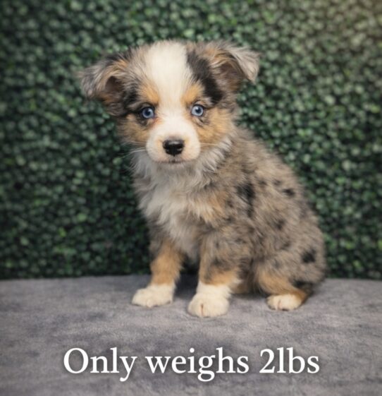 [#26133-05] Blue Merle White / Tan F Toy Australian Shepherd Puppies for Sale