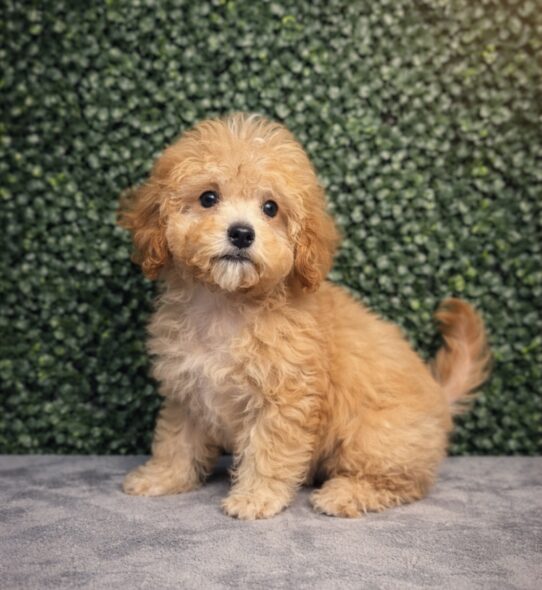 [#2694-01] Apricot M Cavapoo F1B Puppies for Sale