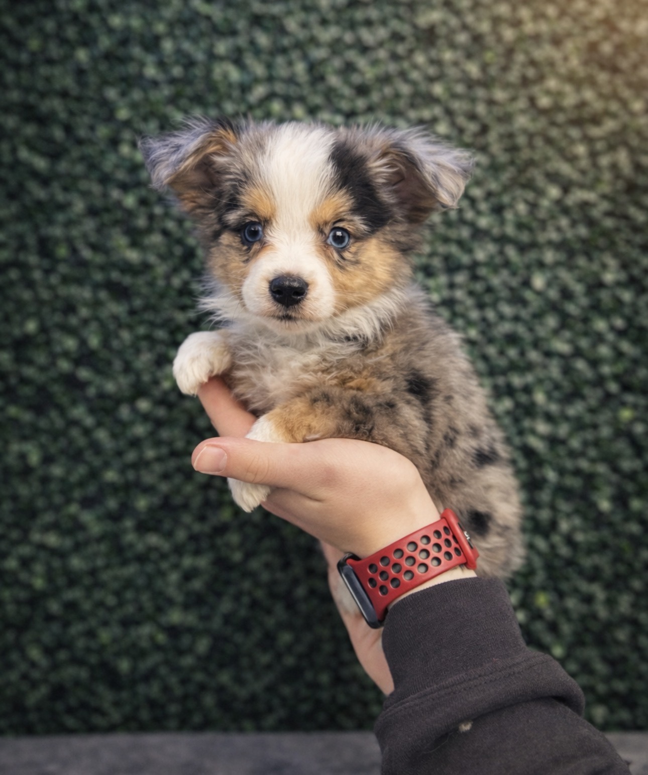 Toy Australian Shepherd - 5148 Image #2