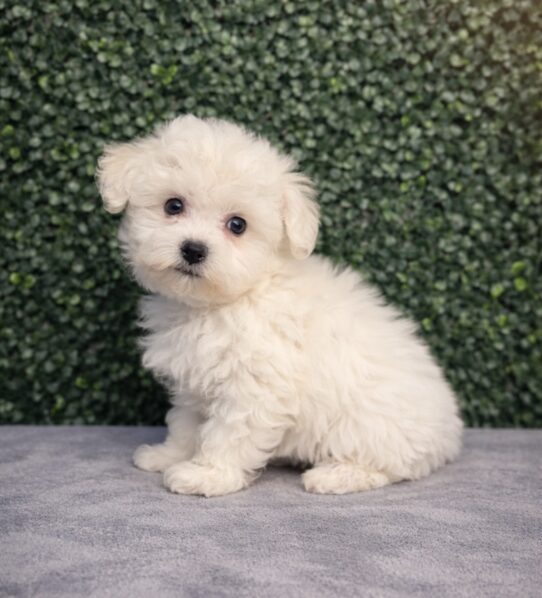 [#26259-05] White F Bichon Frise Puppies for Sale