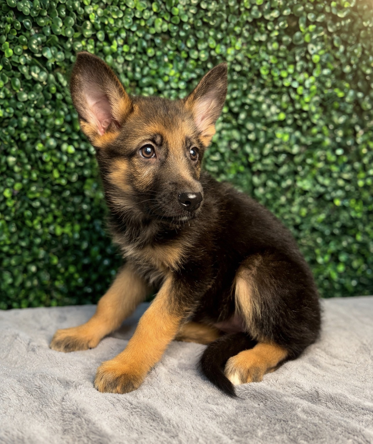 German Shepherd Dog - 5151 Image #1