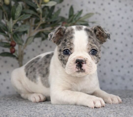 [#26136-06] Blue Merle / White F Boston Terrier Puppies for Sale
