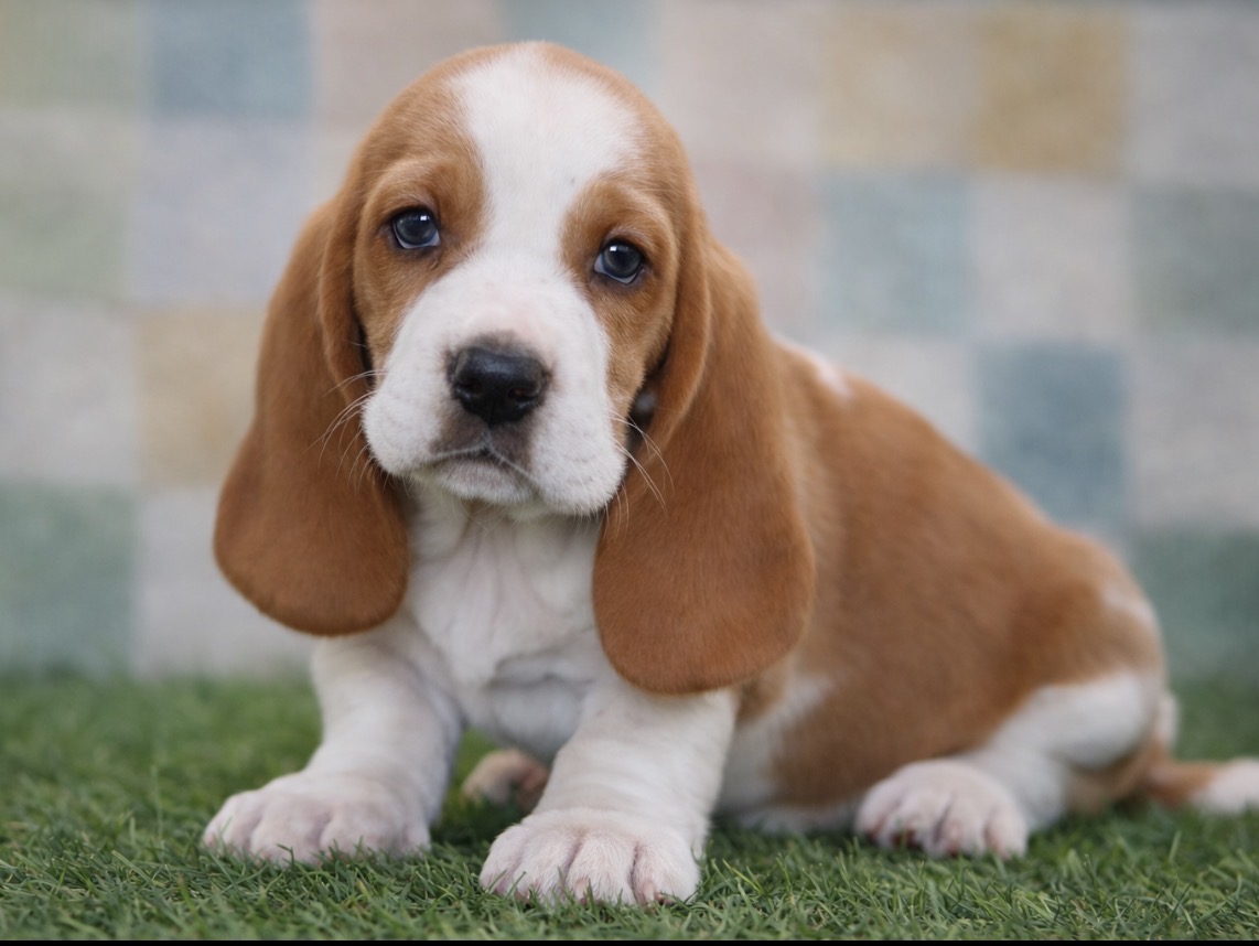 Basset Hound - 5160 Image #1