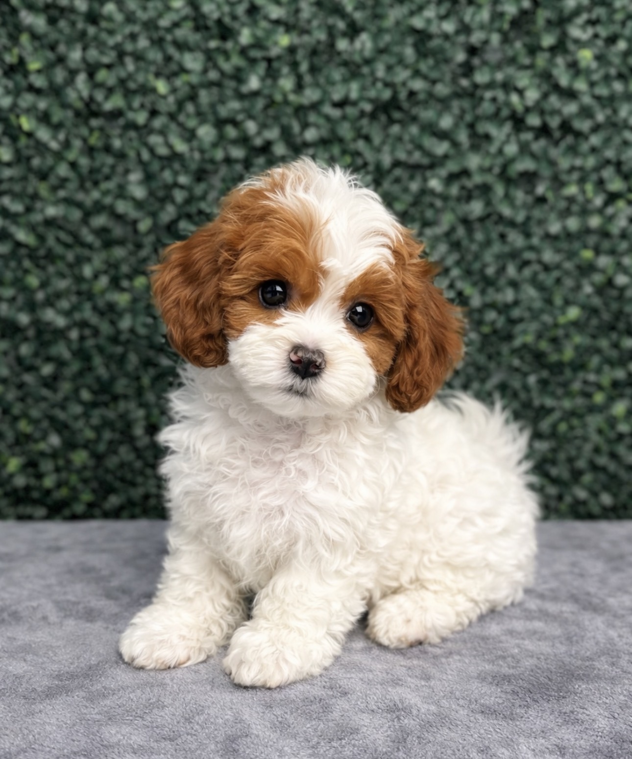 ShihPoo - 5154 Image #1