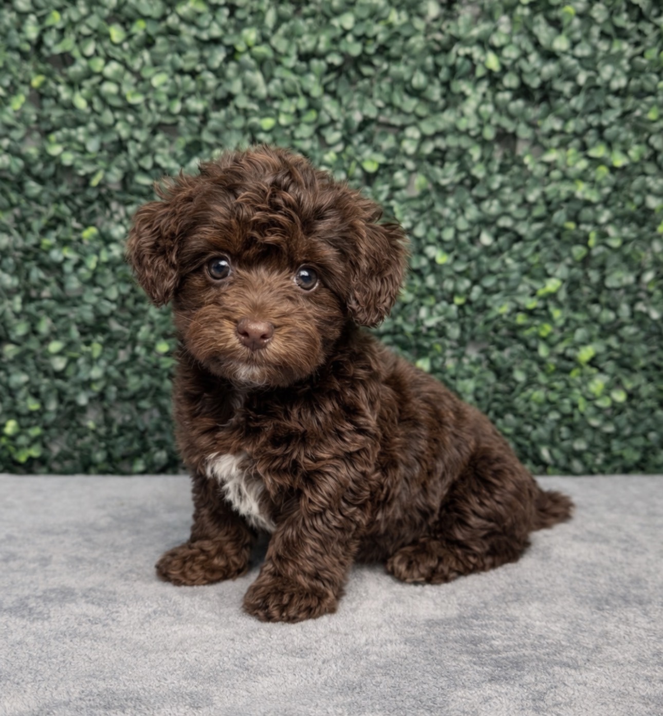 Yorkiepoo - 5155 Image #1