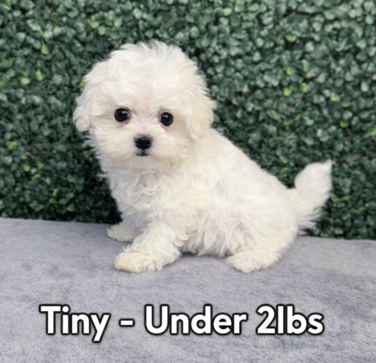 [#26445-02] White M Maltipoo Puppies for Sale