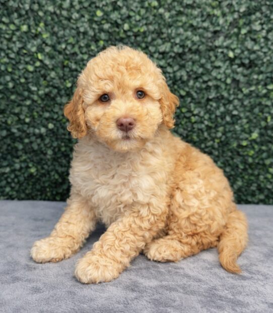 [#2674-04] Cream F Labradoodle Mini F1b Puppies for Sale