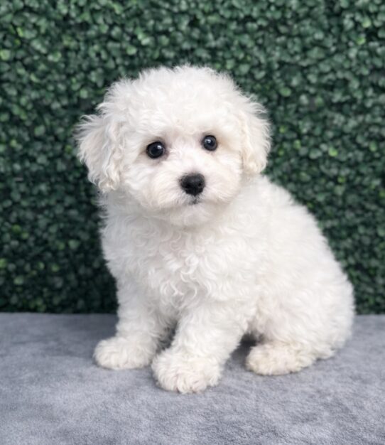 [#26412-02] White M Bichon Frise Puppies for Sale