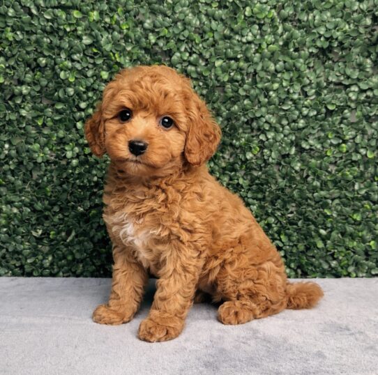 [#26732-05] Red F Cavapoo Puppies for Sale