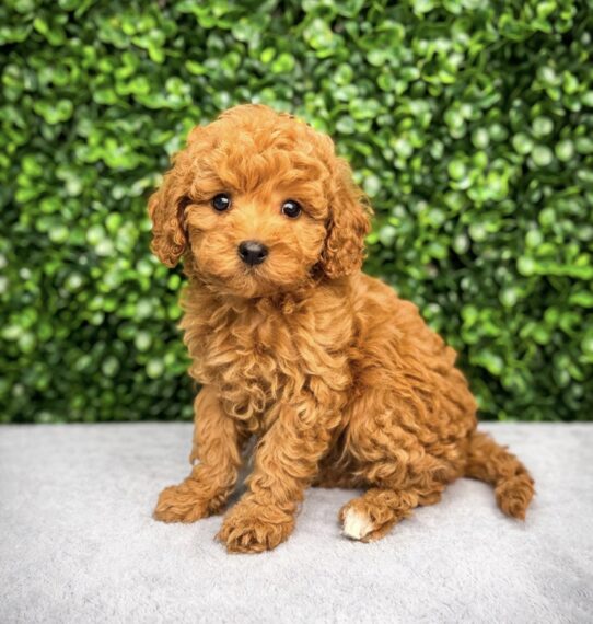 [#26732-02] Red F Cavapoo Puppies for Sale