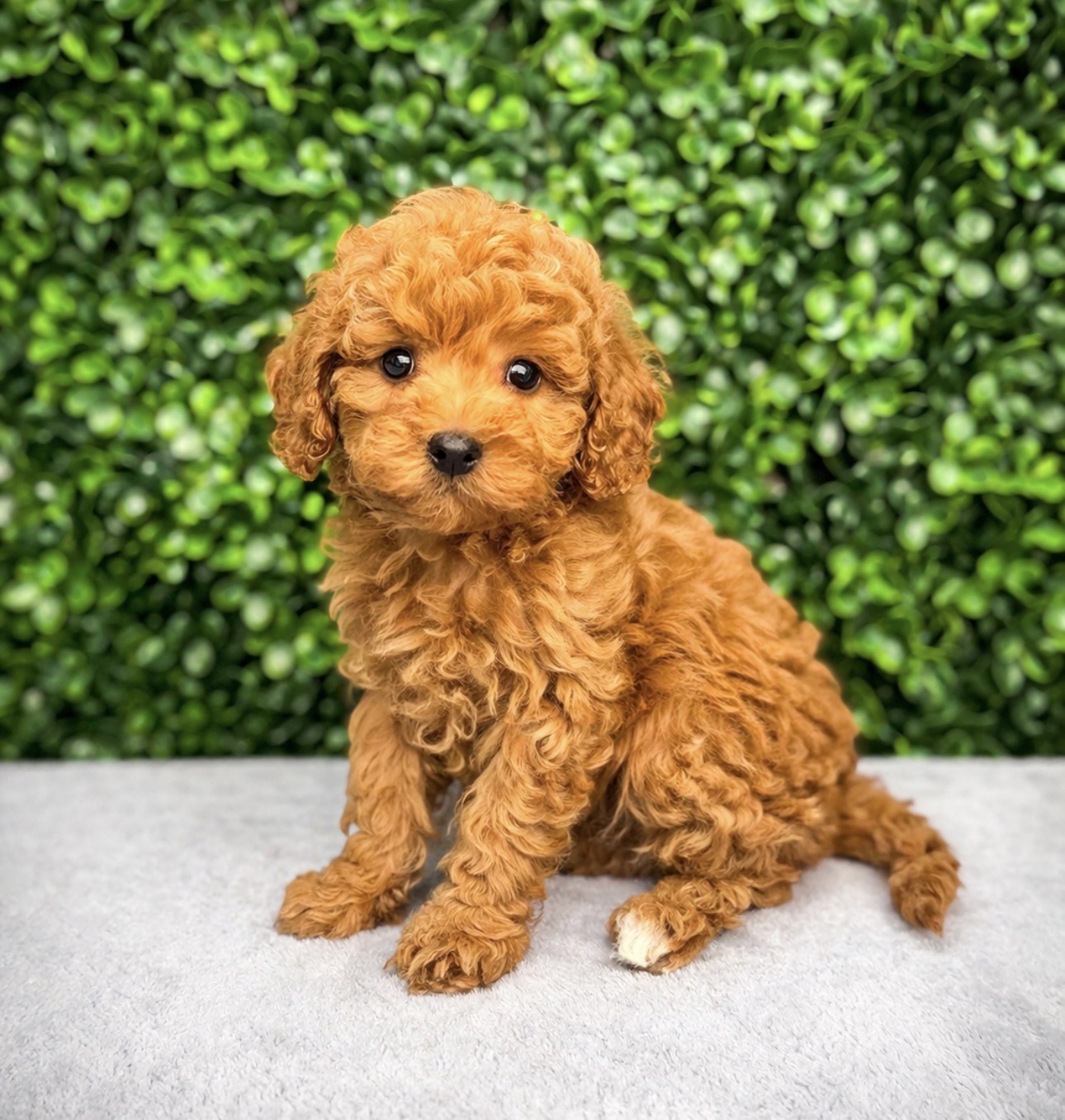 Cavapoo - 5156 Image #1