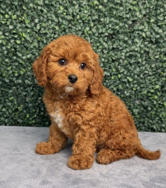 [#26732-04] Red F Cavapoo Puppies for Sale