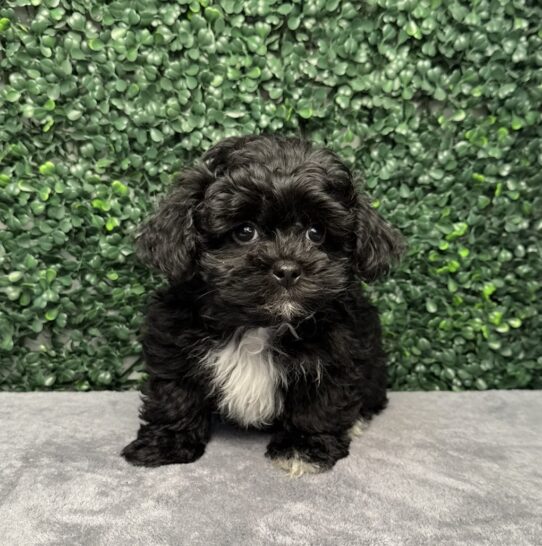 [#26487-01] Black M ShihPoo Puppies for Sale
