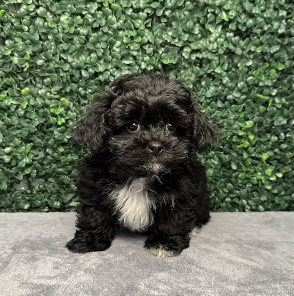 ShihPoo - 5162 Image #1