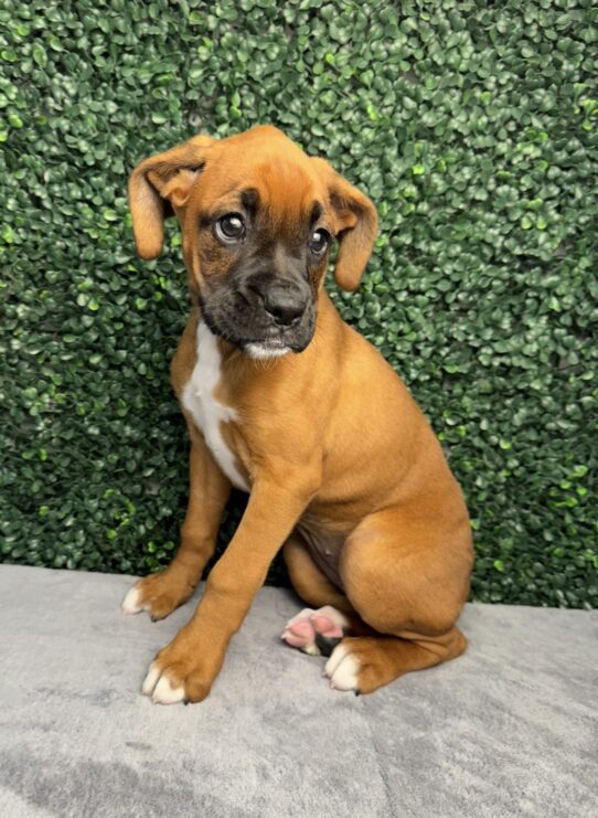 [#2679-09] Fawn F Boxer Puppies for Sale