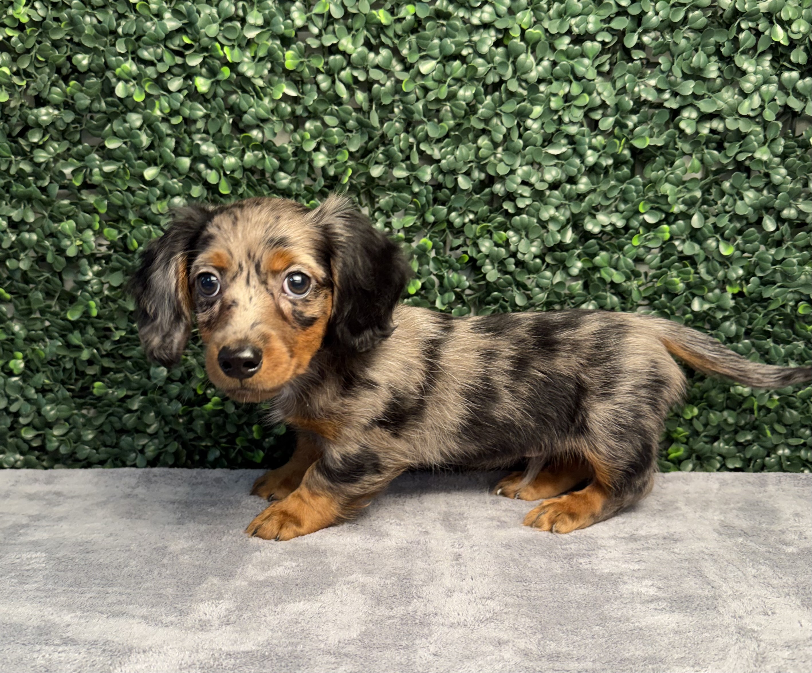 Mini Dachshund - 5200 Image #1