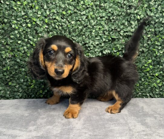 [#26245-02] Black / Tan F Dachshund Puppies for Sale