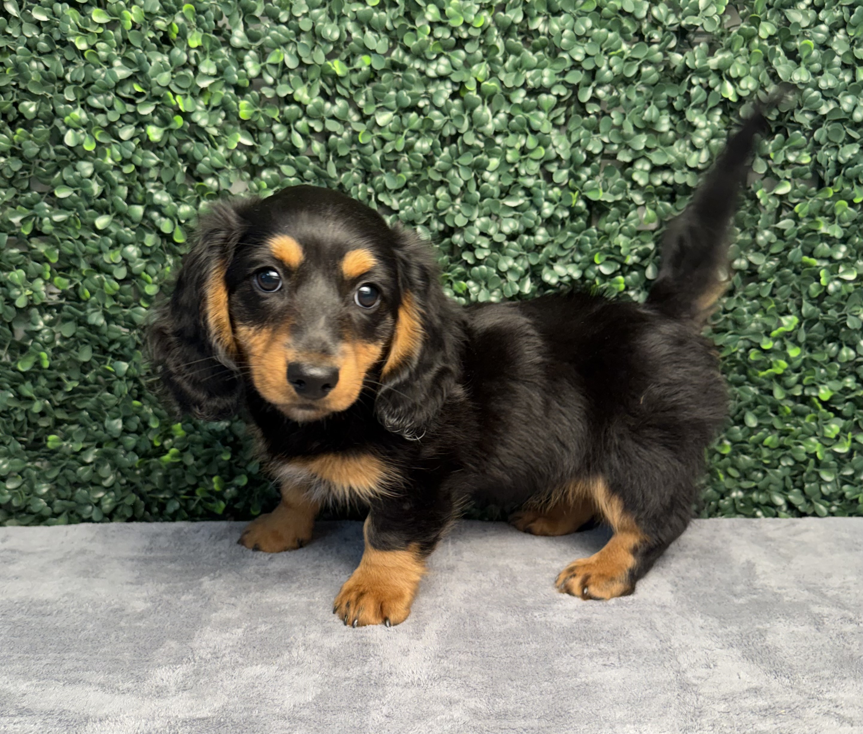 Mini Dachshund - 5188 Image #1