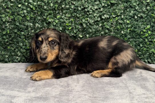 [#26274-03] Black / Tan M Dachshund Puppies for Sale
