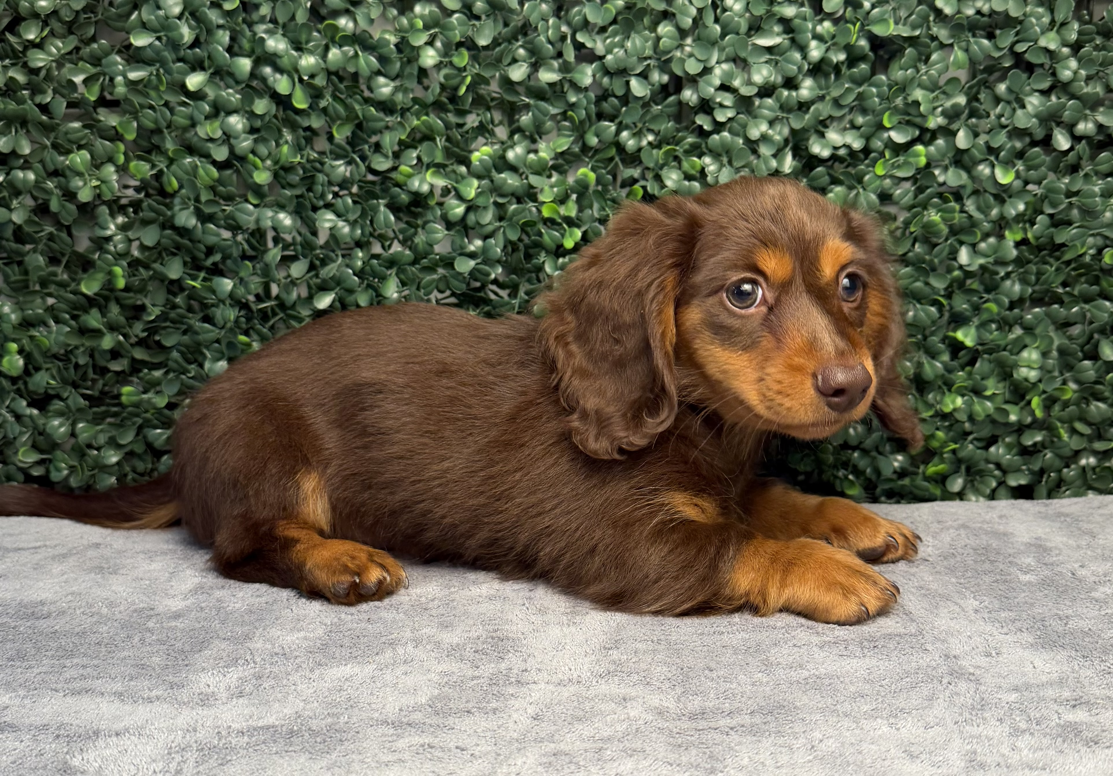 Mini Dachshund - 5187 Image #1