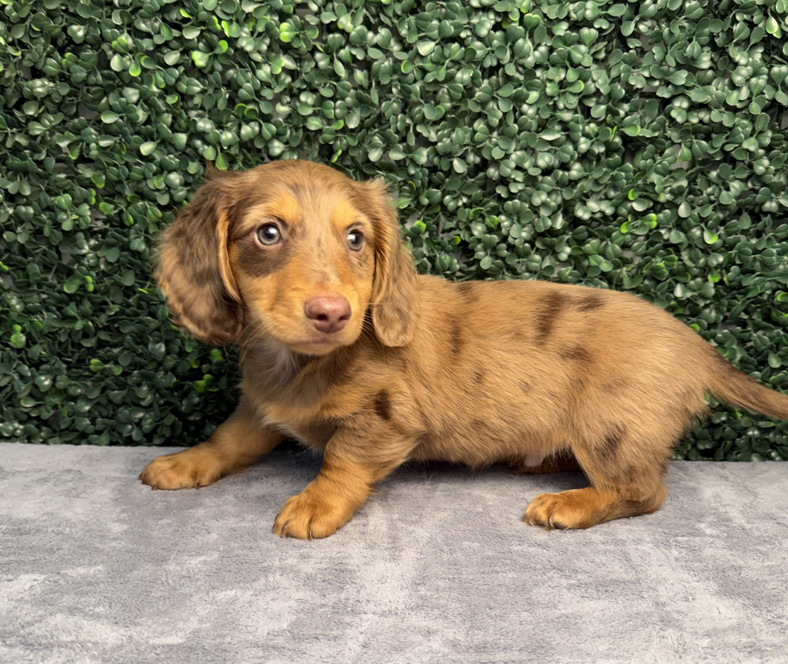 Mini Dachshund - 5183 Image #1