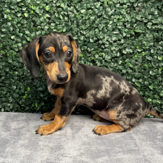 [#26248-02] Silver Dapple F Dachshund Puppies for Sale