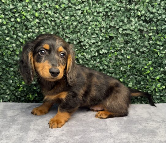 [#26274-04] Black / Tan M Dachshund Puppies for Sale