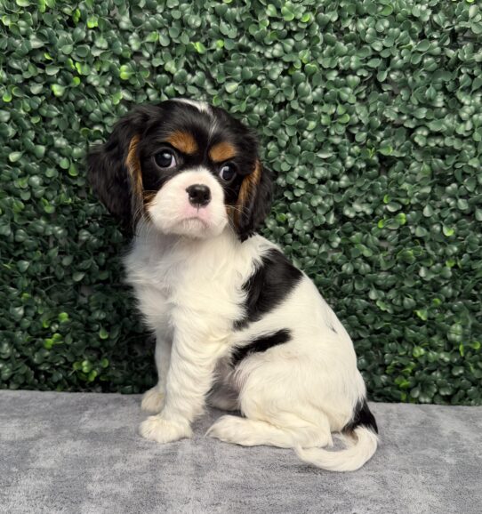[#26251-03] Black / White F Cavalier King Charles Spaniel Puppies for Sale